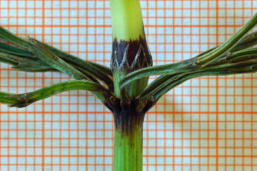 Equisetum arvense / Equiseto dei campi